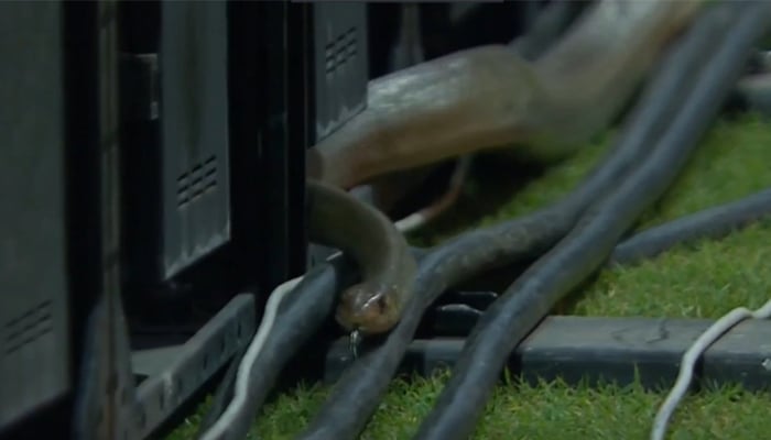 Watch: Snake trouble continues in LPL, pacer Isuru Udana makes